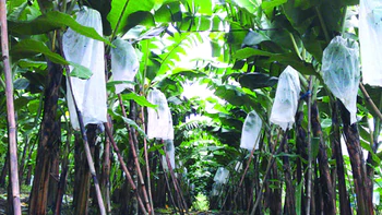 Chuối Laba trở lại
