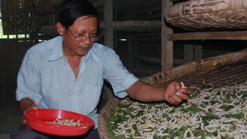 Lụa Mã Châu hồi sinh