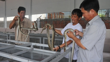 Mất ngủ với trăn