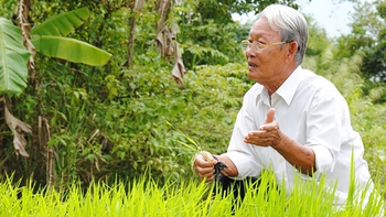 Ông Tám lúa giống