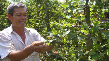 Săn mai đón tết