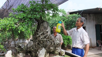 Nỗi niềm cây cảnh