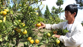 Những nông dân làm khác