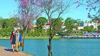 Nói thêm về cây mai anh đào