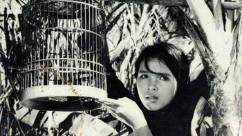 Phim tư liệu: đâu chỉ là lịch sử và chiến tranh
