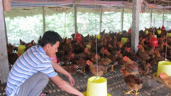 Vì sao giá thức ăn chăn nuôi tăng cao?