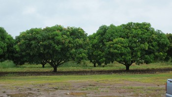 Làm giàu trên đất Úc bằng cây trái