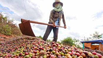 Đưa cà phê vào luật chơi quốc tế