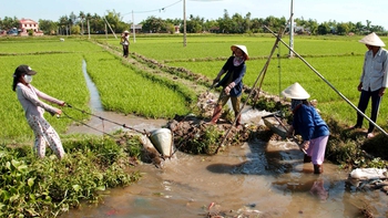 Nhìn sang những mùa lúa sau