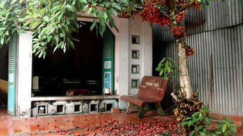 Dưới bóng cây sung già