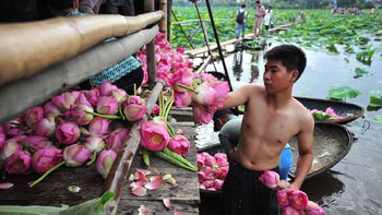 Tây Hồ và những mùa sen âu lo