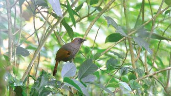 Bức ảnh đầu tiên của Khướu Ngọc Linh
