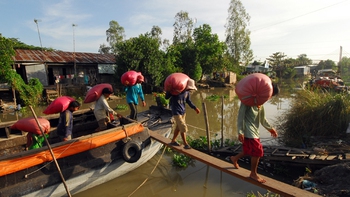 Thấm đòn lúa vụ ba