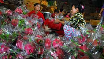 Kinh tế nông thôn: "Quả dưới thấp đã hái hết"
