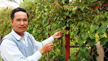 Danh phận rau rừng
