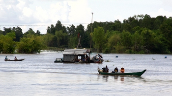 Mùa lũ ngóng cá linh về