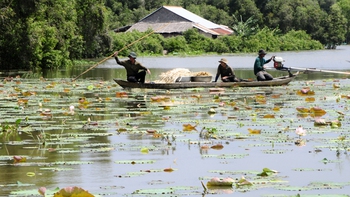 Chuyện cây sen ở Tân Thạnh