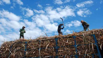 Cây mía hết thời ngọt ngào?
