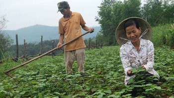 Vườn cây thuốc nam ở Phú Lâm