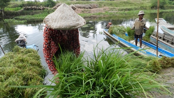 Chợ cỏ vùng nước nổi