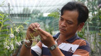 Mang một giống lan xưa hồi sinh