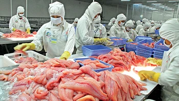 ​Quản con cá, nhìn từ quy luật thị trường