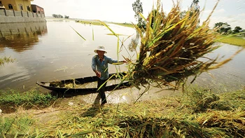 Cứu lúa "chạy lũ"