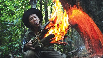 Lấy nhựa dầu rái