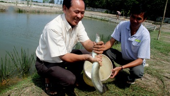 ​Lặn lội mở hướng cho cá chình