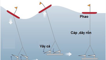 Từ tiếng hát cá voi tới con tàu lượn sóng