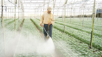 Nông nghiệp công nghệ cao Đà Lạt: “Sứt đầu mẻ trán” vì giống