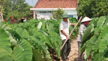​Trồng môn hương trên đất cát