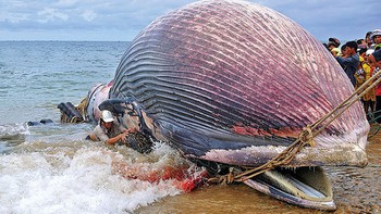 Tận hưởng bản sắc Việt: Thi ảnh đến cuối tháng 2