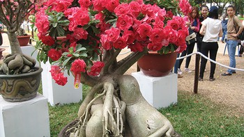 Long đong cây sứ hoa hồng