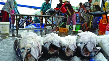 Độc đáo  đèn pha đại dương