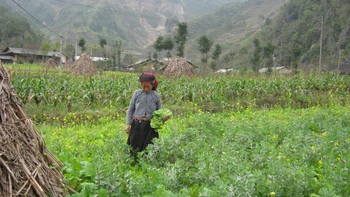 Mùa gieo hạt tam giác mạch
