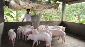 TPP, gan ngỗng và chuột