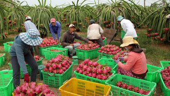 Xuất nông sản: Hướng Tây hay hướng Bắc?