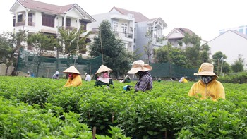 Mượn đất "treo' trồng hoa tết