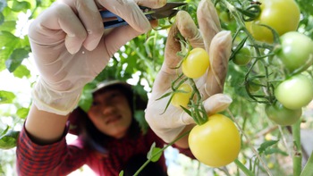 Đưa rau sạch rời mặt đất