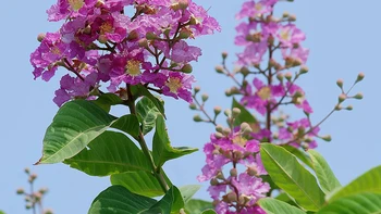 Tháng ba nỗi nhớ
