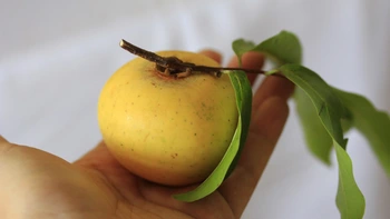 Thị thơm cô Tấm