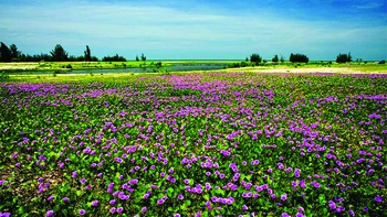 Mùa thu về cố đô