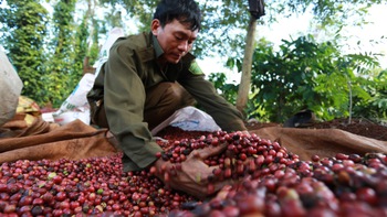 Xuất khẩu cà phê: Chủ quan là mất tiền