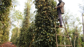 Cần "kế hoạch hành động" cho cây hồ tiêu