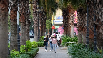 Trồng cây để thở 