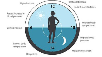 Giải Nobel Y sinh học 2017: Một nhắc nhở về “duyên khởi”