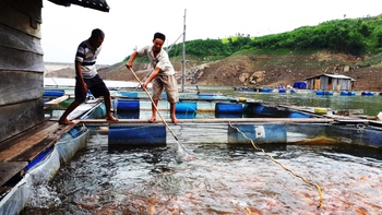 Xóm lồng bè ở Sông Tranh