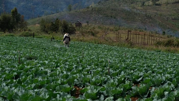 “Làng Đà Lạt” trên đất Măng Đen