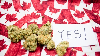 Canada hợp pháp hóa cần sa: Con bạch tuộc lắm vòi